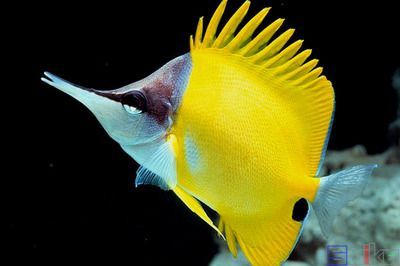 火箭魚能和龍魚混養(yǎng)嗎：火箭魚可以與龍魚混養(yǎng)但需要注意一些關鍵因素