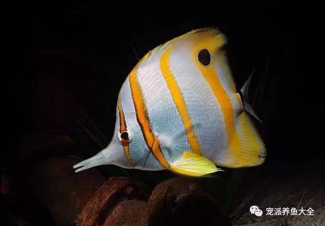 火箭魚能和龍魚混養(yǎng)嗎：火箭魚可以與龍魚混養(yǎng)但需要注意一些關鍵因素