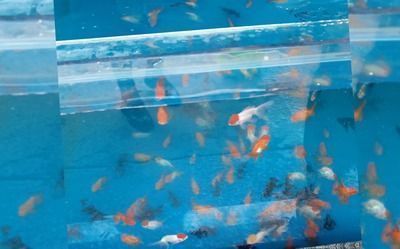 龍魚魚食怎么消毒的