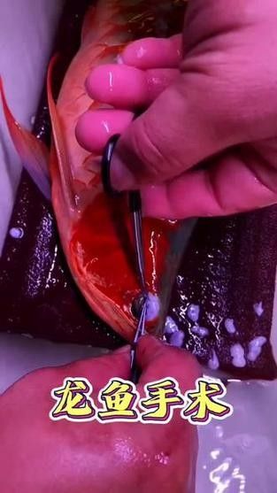 龍魚單側掉眼怎么治療圖片