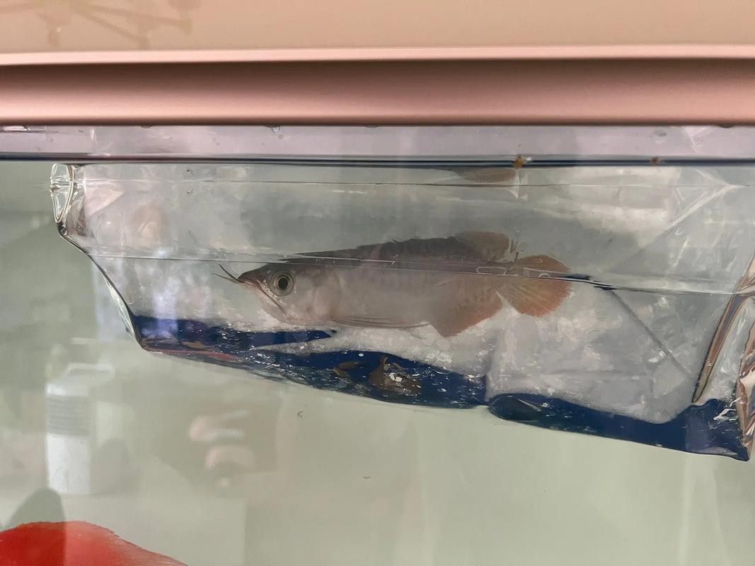 紅龍魚長多大才不亂串了
