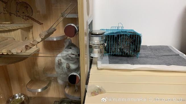 龍貓合籠失敗后應該如何處理？