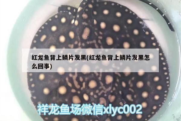 紅龍魚身體發(fā)黑什么原因引起的（紅龍魚身體發(fā)黑可能是由于多種因素引起的，飼養(yǎng)者需注意）
