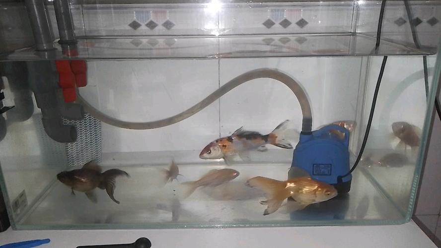 有哪些觀賞魚適合與貓一起養(yǎng)？ 有哪些觀賞魚適合與貓一起養(yǎng)？ 龍魚百科 第3張