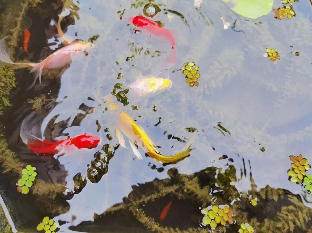 有哪些觀賞魚適合與貓一起養(yǎng)？ 有哪些觀賞魚適合與貓一起養(yǎng)？ 龍魚百科 第6張