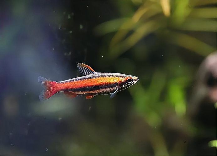 有哪些觀賞魚適合與貓一起養(yǎng)？ 有哪些觀賞魚適合與貓一起養(yǎng)？ 龍魚百科 第7張