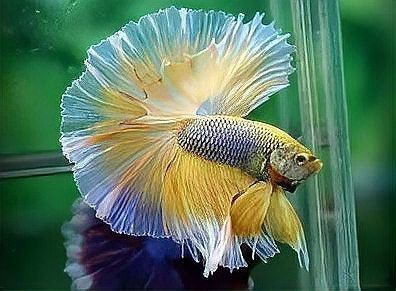有哪些觀賞魚適合與貓一起養(yǎng)？ 有哪些觀賞魚適合與貓一起養(yǎng)？ 龍魚百科 第9張