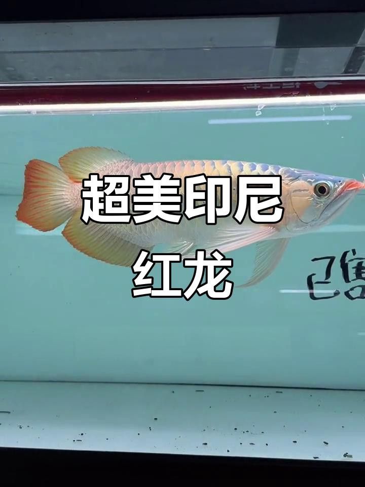 如何搜索到更多高清紅龍魚視頻？