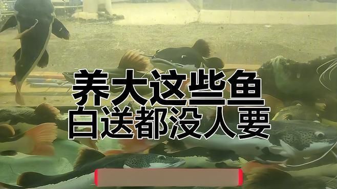 十大大型觀賞魚