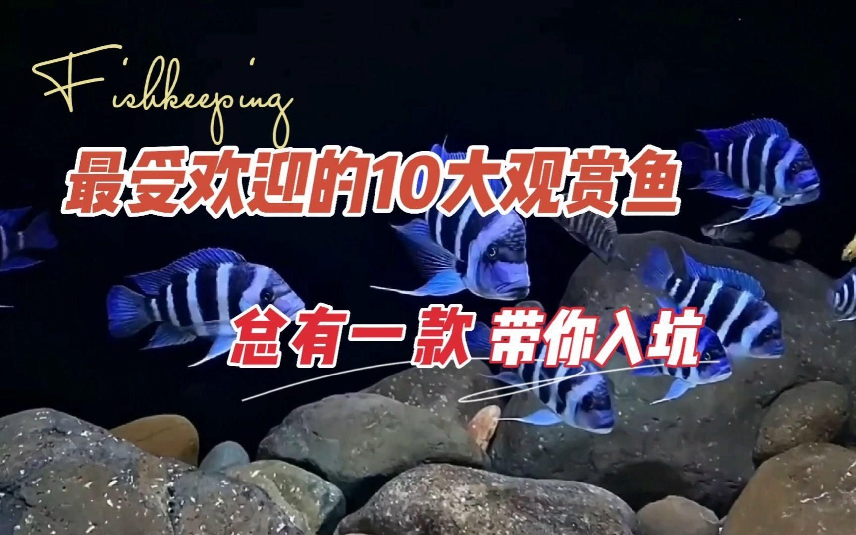 十大大型觀賞魚
