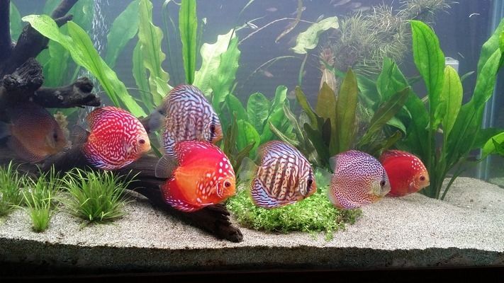 紅龍魚背發黑是怎么回事（紅龍魚背發黑可能由多種因素引起紅龍魚背發黑可能由多種因素引起）