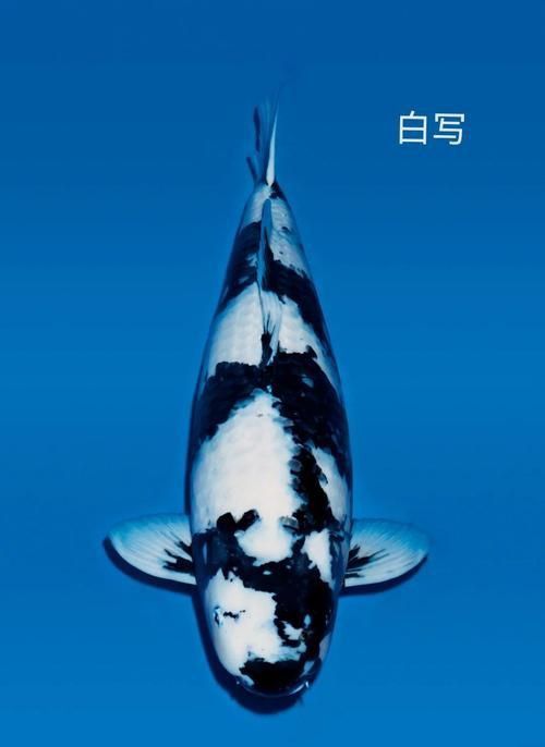 錦鯉白字霸氣圖片