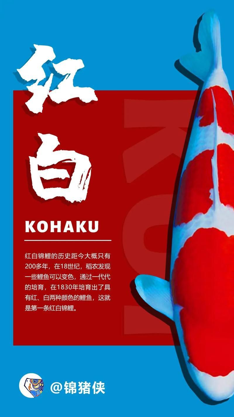 錦鯉白字霸氣圖片
