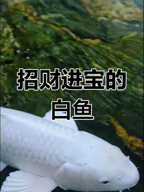 錦鯉白字霸氣圖片