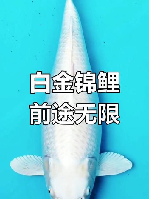錦鯉白字霸氣圖片