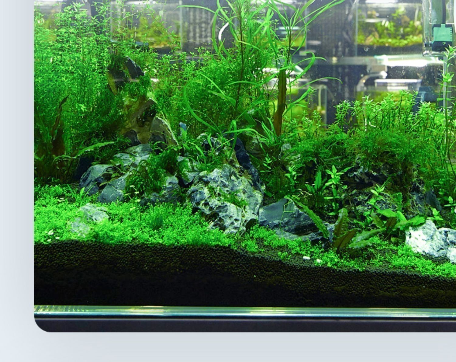 龍魚缸里養什么烏龜合適，在龍魚缸里養烏龜，豬鼻龜和黃頭側頸龜的飼養技巧