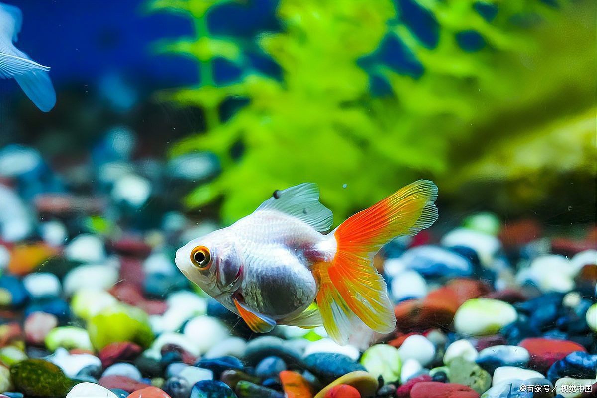 金龍魚專用飼料多久喂一次？