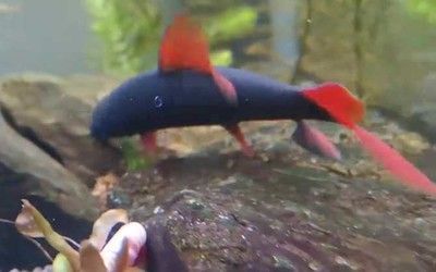 小紅龍魚大概多少錢：小紅龍魚多少錢一只？全面解析價格因素與選購指南