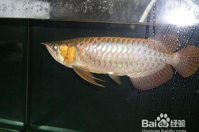 龍魚寬身與長身的區別：寬身龍魚與長身龍魚的區別