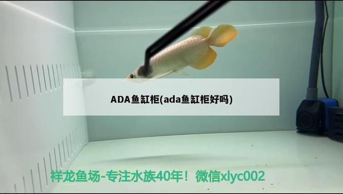 金龍魚尺寸怎么量，如何確定金龍魚的尺寸？