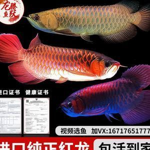 印尼綠皮辣椒紅龍魚常見疾病癥狀：印尼綠皮辣椒紅龍魚常見疾病及其相應的癥狀