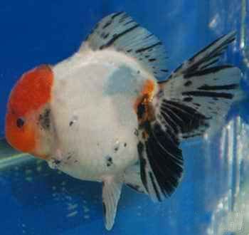 金龍魚(yú)發(fā)白是什么原因：金龍魚(yú)發(fā)白可能是由多種原因引起的