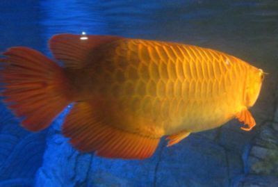 龍魚是不是風水魚的一種：龍魚與金龍魚的區別如何正確養護龍魚與金龍魚的區別