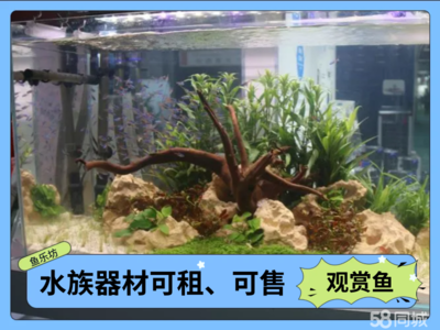 紅龍魚生長速度快表現為什么呢視頻（紅龍魚生長速度快表現為什么呢視頻講解）