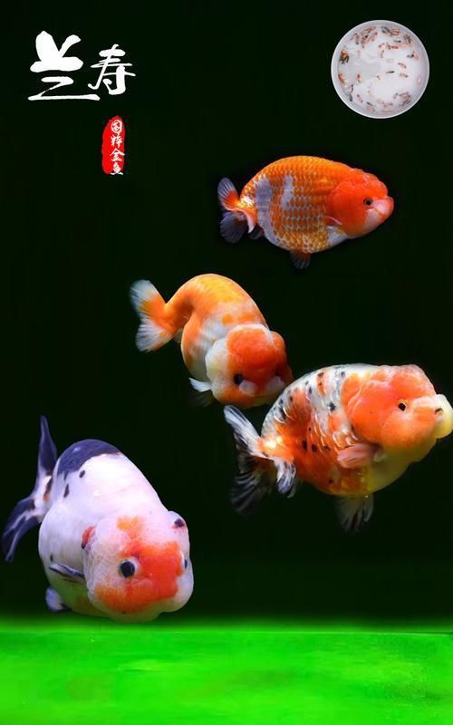 能提供幾張風水魚圖片嗎？
