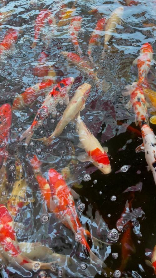 能提供幾張風水魚圖片嗎？