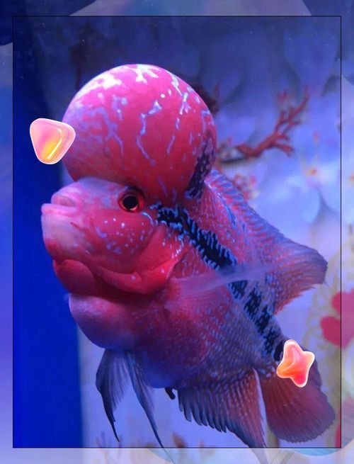 能提供幾張風水魚圖片嗎？