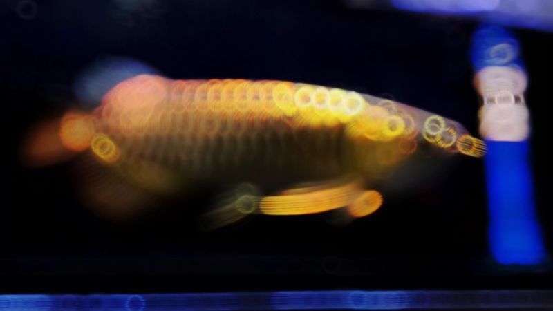 賽級銀龍魚最貴的三個品種