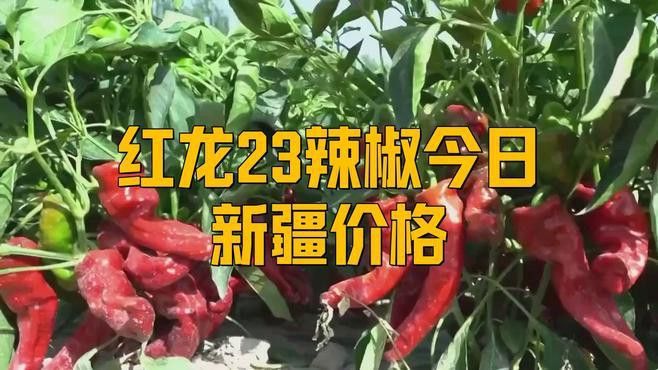 新疆庫爾勒產區紅龍23的價格走勢如何？