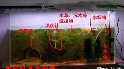 龍魚缸放什么清潔魚好（清潔魚放入龍魚缸時需要考慮清潔魚的食性和習性和習性）