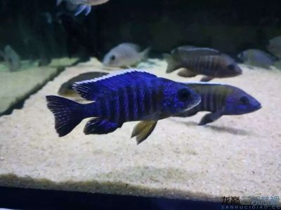 祥龍魚場觀賞魚圖片（關于祥龍魚場觀賞魚圖片的問題）