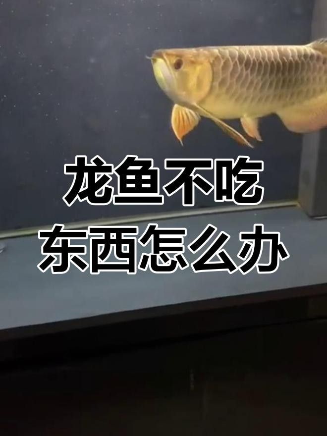 如何判斷龍魚是否厭食？