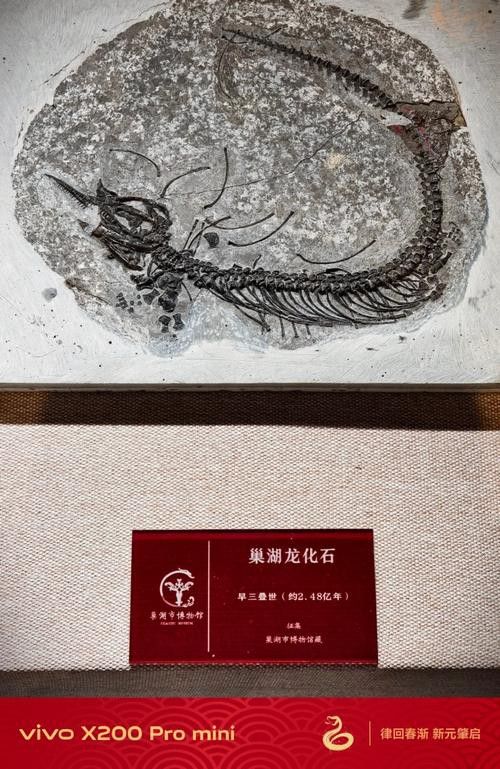 巢湖龍魚化石圖片欣賞
