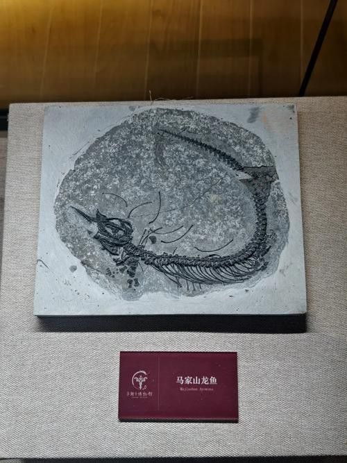 巢湖龍魚化石圖片欣賞