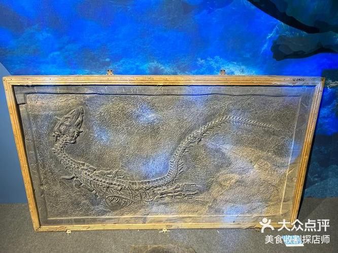 巢湖龍魚化石圖片欣賞