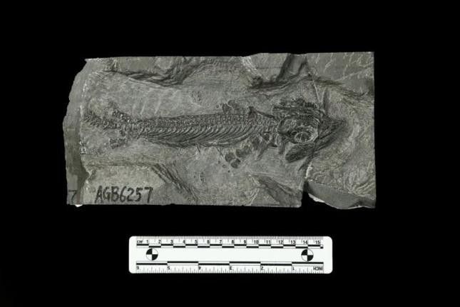 巢湖龍魚化石圖片欣賞