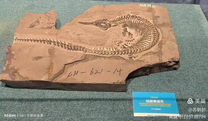 巢湖龍魚化石圖片欣賞