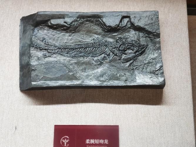巢湖龍魚化石圖片欣賞
