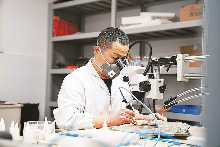 巢湖龍魚化石圖片欣賞