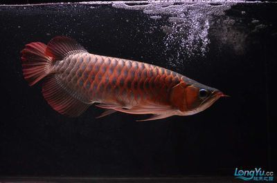 紅龍魚尾巴紅鱗片不紅：紅龍魚尾巴和鱗片不紅可能是血統(tǒng)不純、年齡不足、飼養(yǎng)條件不當(dāng)