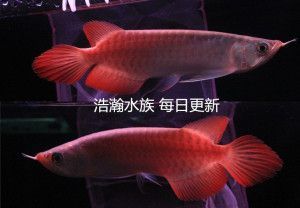 紅龍魚尾巴紅鱗片不紅：紅龍魚尾巴和鱗片不紅可能是血統(tǒng)不純、年齡不足、飼養(yǎng)條件不當(dāng)