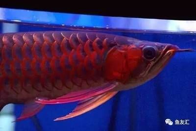 紅色龍魚大概多少錢一條（紅色龍魚價格多少錢一條）