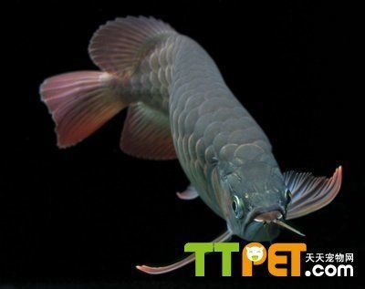 龍魚變色全過程圖片大全：龍魚變色全過程的圖片大全