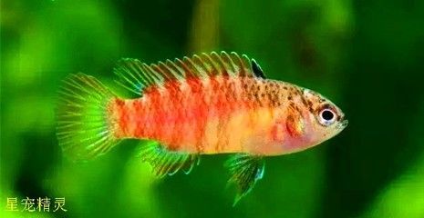 龍魚變色全過程圖片大全：龍魚變色全過程的圖片大全