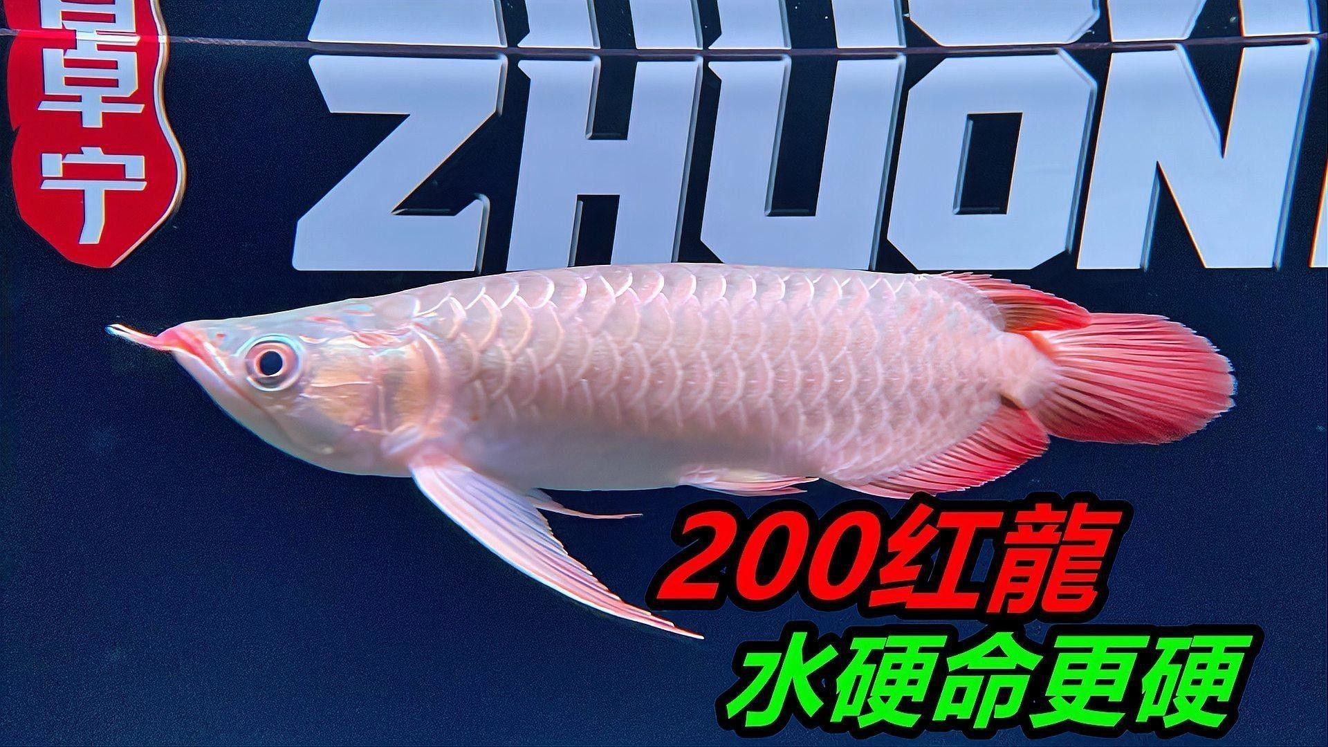 紅龍魚發(fā)色停滯怎么辦？