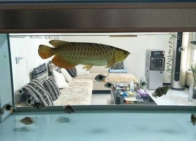 龍魚(yú)百度百科：龍魚(yú)身上出現(xiàn)白色棉絮狀物是怎么回事